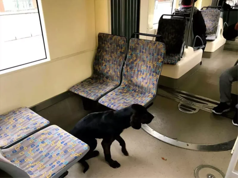 Eskişehir Tramvayında